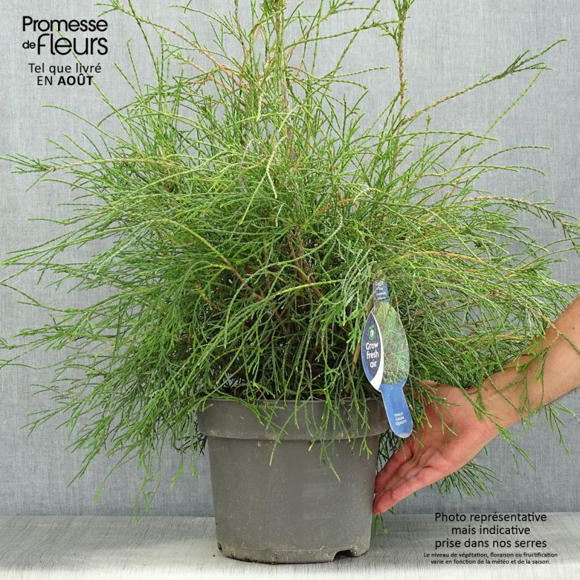 Esimerkki kesällä toimitetusta Kanadantuija Filiformis Pot de 7,5L/10L-taimesta