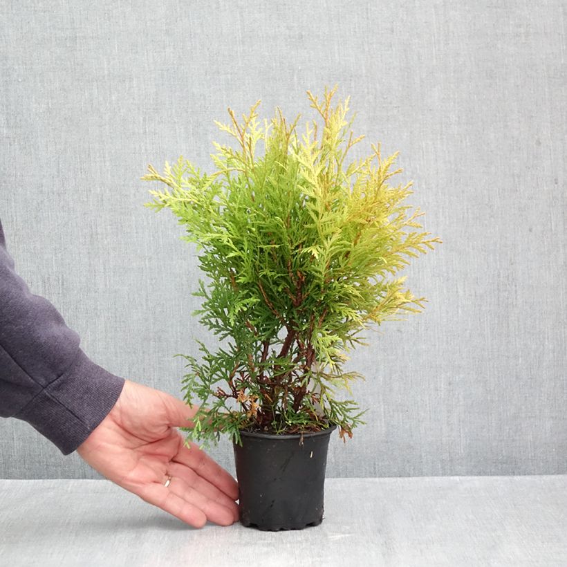 Esimerkki syksyllä toimitetusta Kanadantuija Globosa Aurea 8/9 cm taimiruukku-taimesta