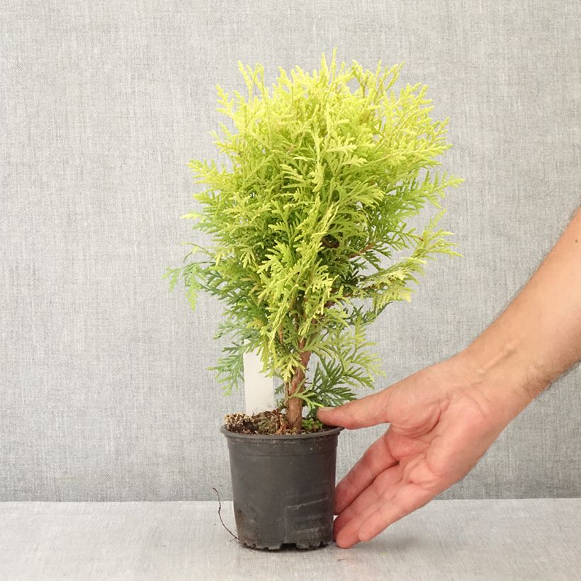 Esimerkki kesällä toimitetusta Kanadantuija Globosa Aurea 8/9 cm taimiruukku-taimesta