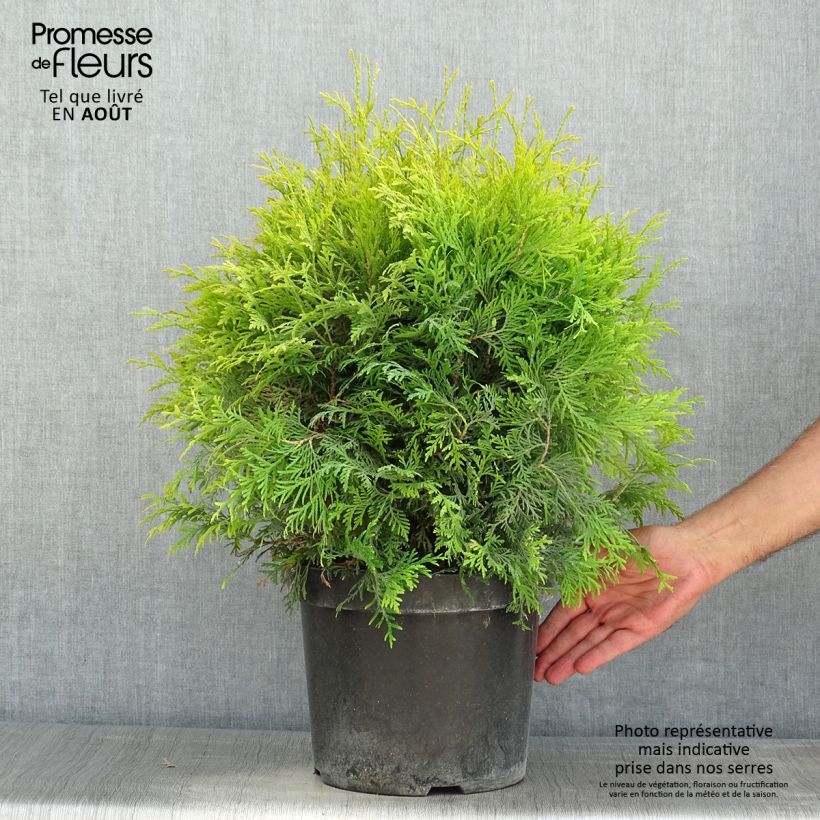 Esimerkki kesällä toimitetusta Kanadantuija Golden Globe Pot de 7,5L/10L-taimesta