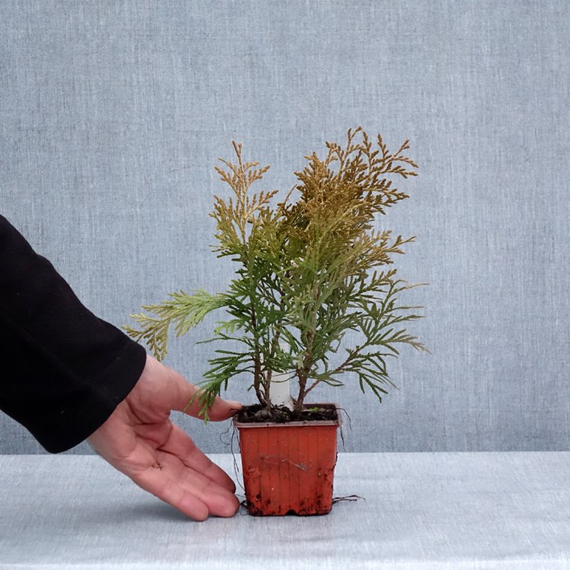 Esimerkki talvella toimitetusta Thuya du Canada - Thuja occidentalis Golden Globe Godet de 8/9 cm-taimesta