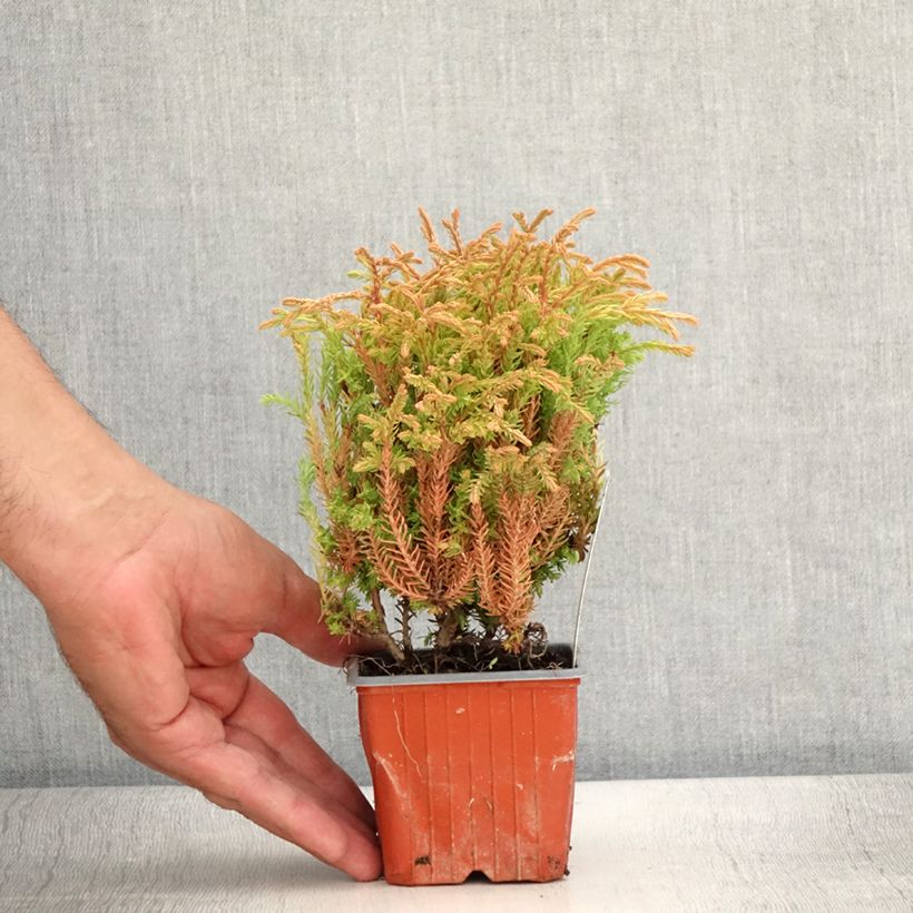 Esimerkki kesällä toimitetusta Kanadantuija Golden Tuffet Taimiruukku 8/9 cm-taimesta