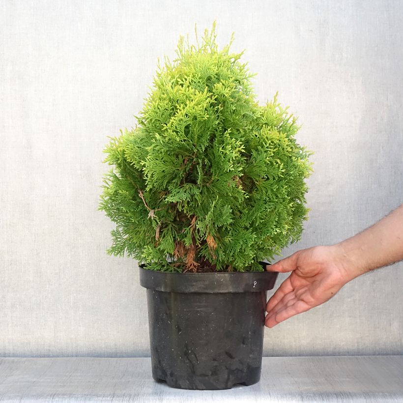 Esimerkki kesällä toimitetusta Kanadantuija Jantar Pot de 7,5L/10L-taimesta