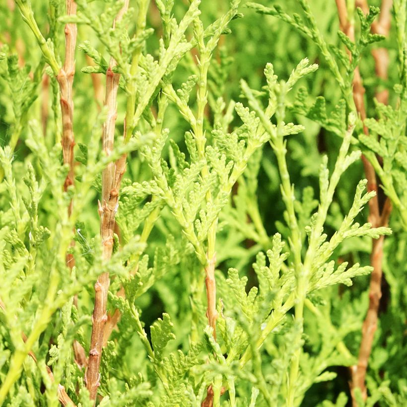 Kanadantuija Malonyana Aurea (Lehvistö)