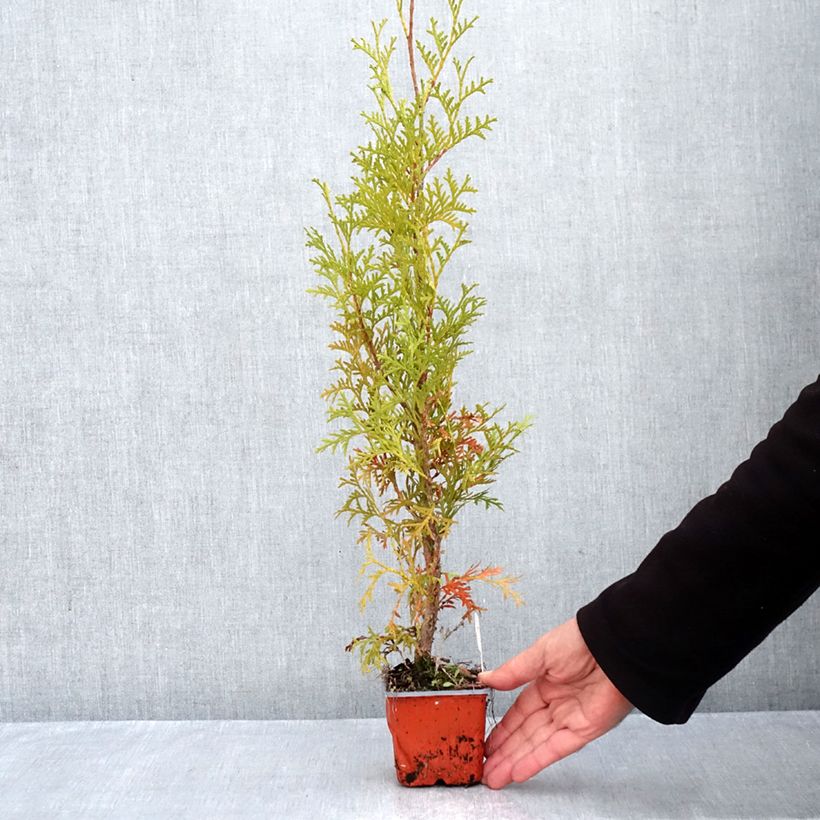 Esimerkki syksyllä toimitetusta Kanadantuija Malonyana Aurea 8/9 cm taimiruukku-taimesta