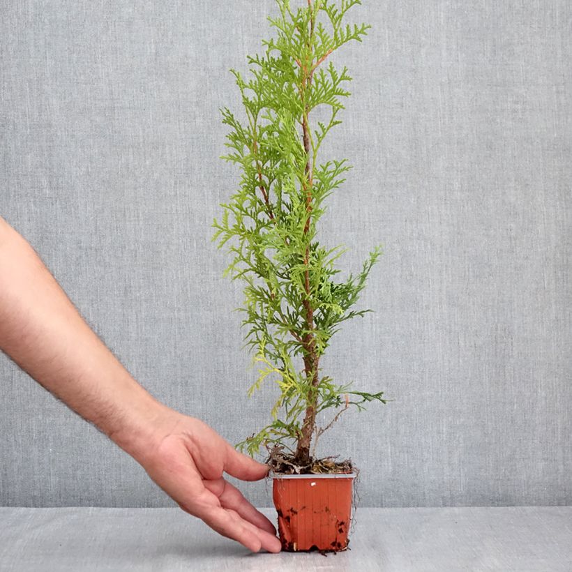 Esimerkki kesällä toimitetusta Kanadantuija Malonyana Aurea 8/9 cm taimiruukku-taimesta