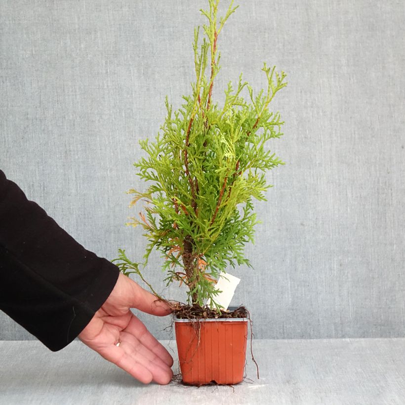 Esimerkki syksyllä toimitetusta Kanadantuija Pyramidalis Compacta 8/9 cm taimiruukku-taimesta