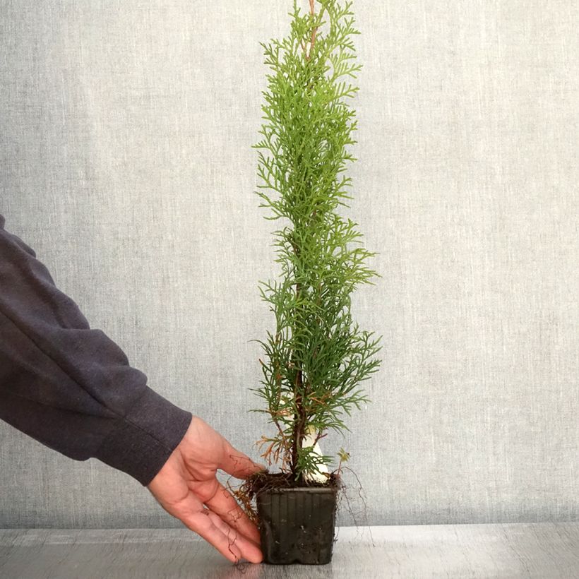 Esimerkki syksyllä toimitetusta Kanadantuija Smaragd 8/9 cm taimiruukku-taimesta