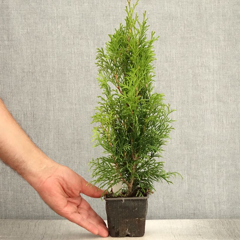 Esimerkki kesällä toimitetusta Kanadantuija Smaragd Taimiruukku 8/9 cm-taimesta
