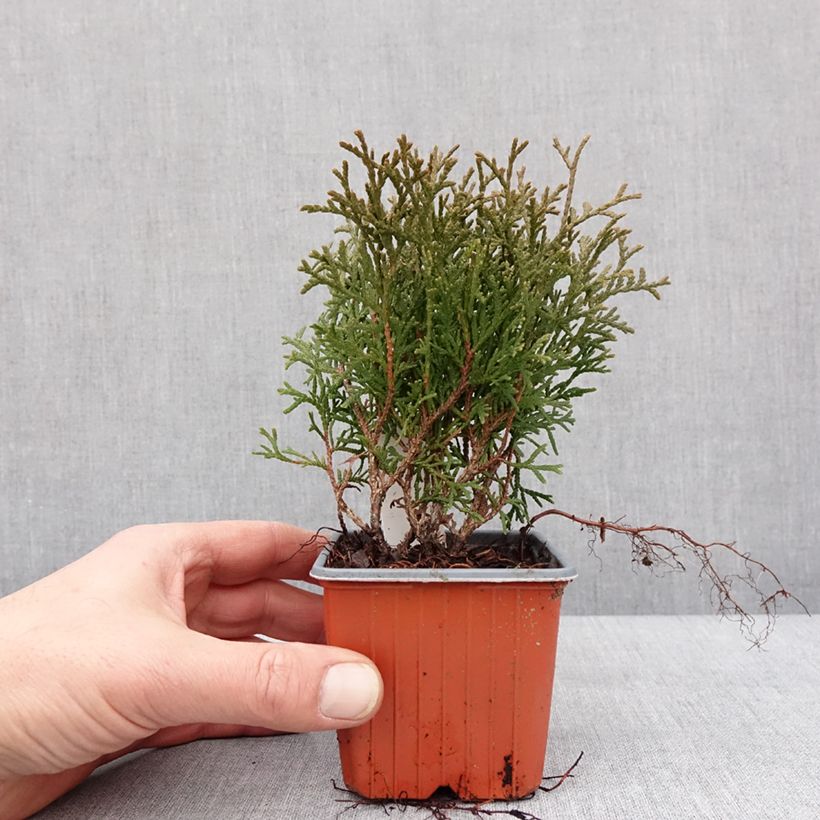 Esimerkki talvella toimitetusta Thuya du Canada - Thuja occidentalis Tiny Tim Godet de 8/9 cm-taimesta