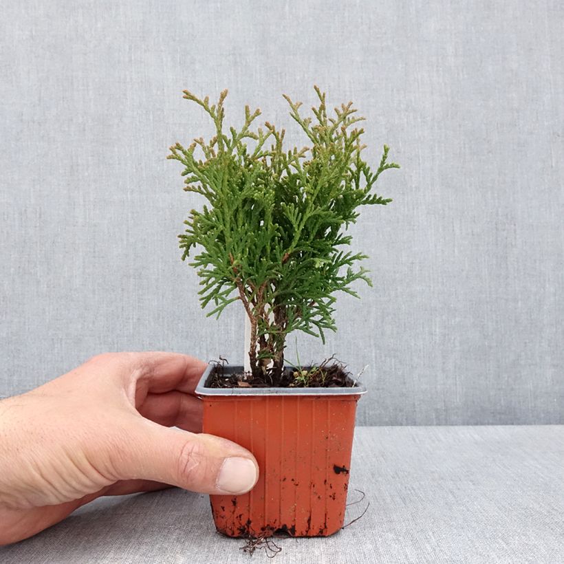 Esimerkki keväällä toimitetusta Kanadantuija Tiny Tim Godet de 8/9 cm-taimesta