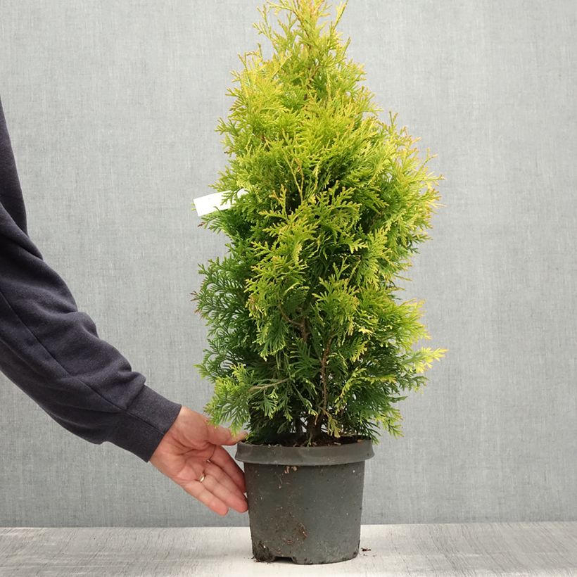 Esimerkki kesällä toimitetusta Kanadantuija Yellow Ribbon Pot de 2L/3L-taimesta