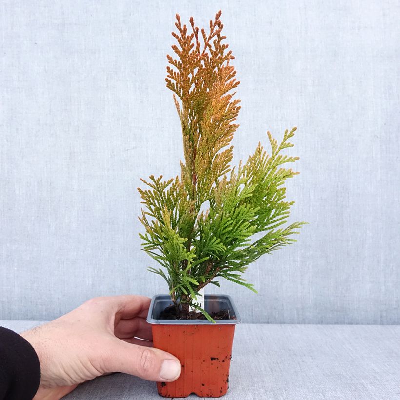 Esimerkki talvella toimitetusta Thuya géant - Thuja plicata 4 Ever Goldy Godet de 8/9 cm-taimesta