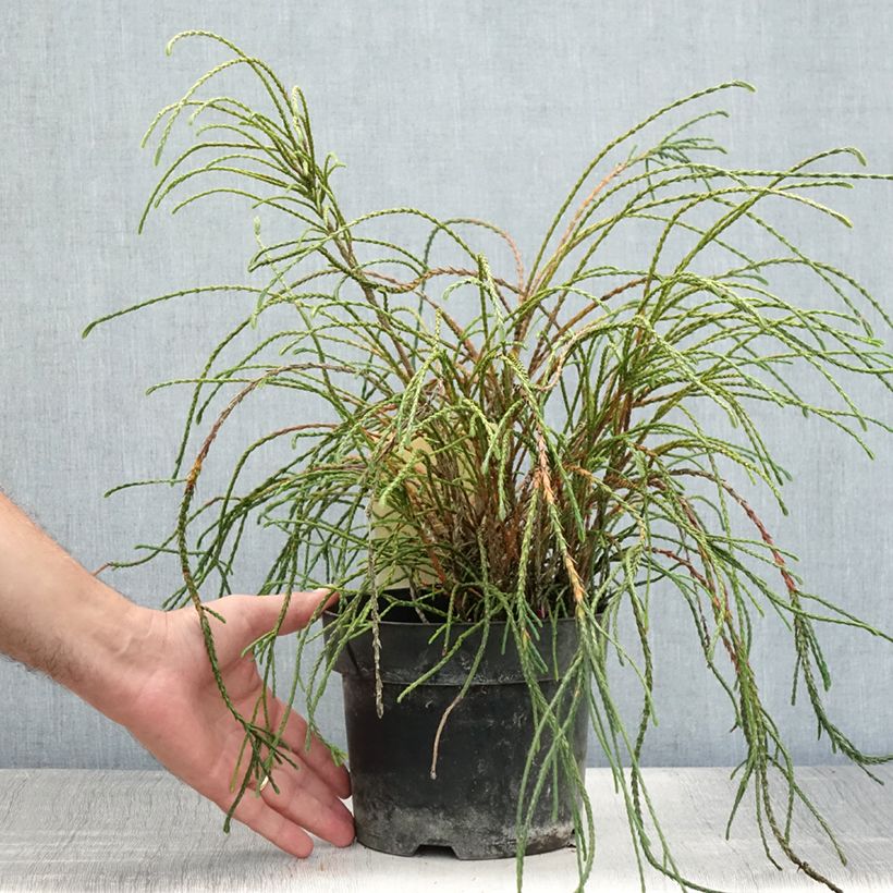 Esimerkki kesällä toimitetusta Jättiläistuija Whipcord Ruukku 3L / 4L-taimesta