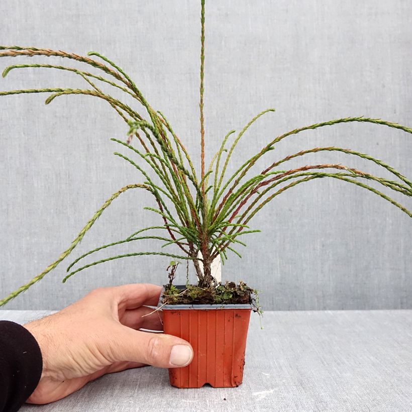 Esimerkki syksyllä toimitetusta Jättiläistuija Whipcord 8/9 cm taimiruukku-taimesta