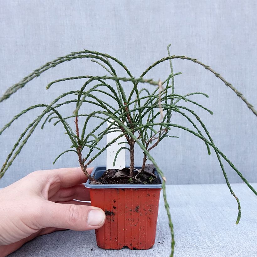 Esimerkki talvella toimitetusta Jättiläistuija Whipcord 8/9 cm taimiruukku-taimesta