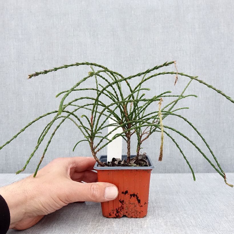Esimerkki keväällä toimitetusta Jättiläistuija Whipcord Taimiruukku 8/9 cm-taimesta