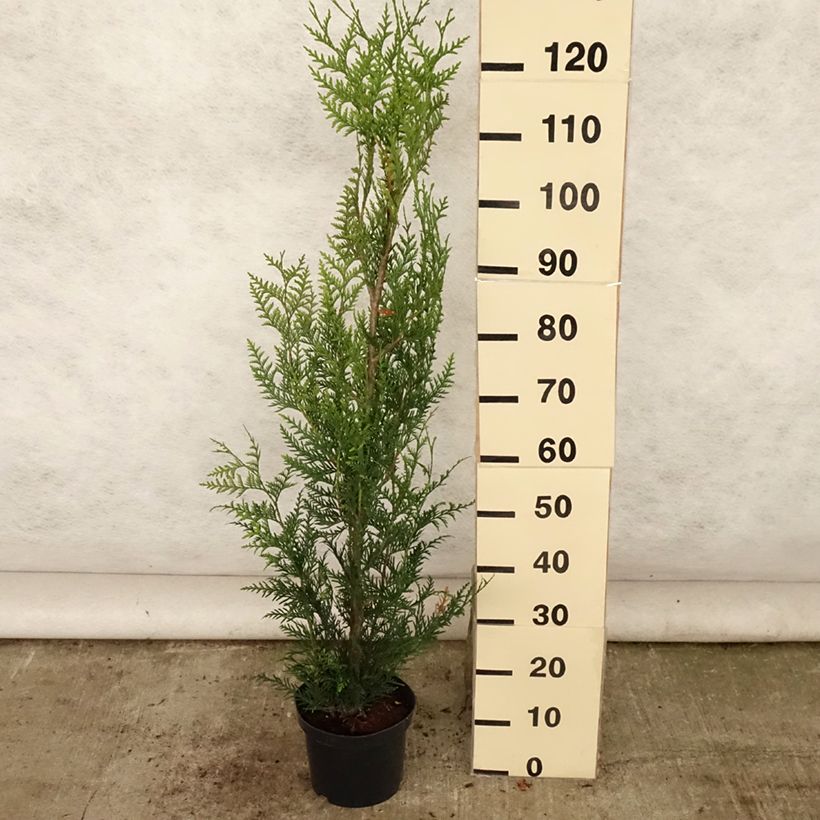 Esimerkki kesällä toimitetusta Jättiläistuija Atrovirens Ruukku 4L / 5L-taimesta