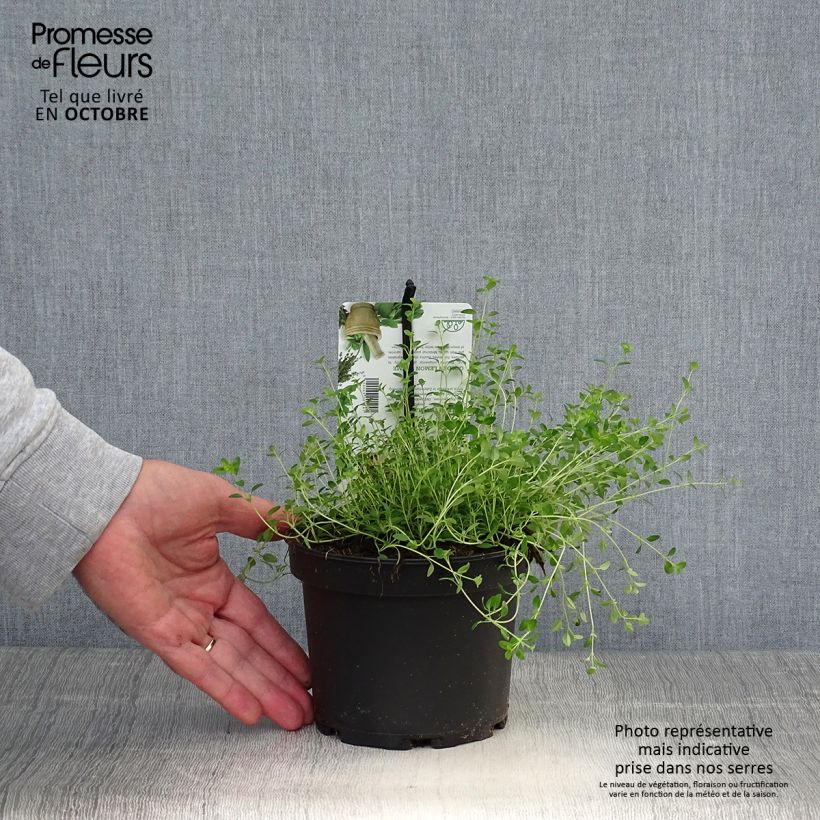 Esimerkki syksyllä toimitetusta Thym citron Bertram Anderson - Thymus citriodorus Pot de 1,5L/2L-taimesta