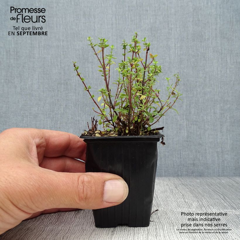 Esimerkki syksyllä toimitetusta Sitruuna-ajuruoho luomu 8/9 cm taimiruukku-taimesta