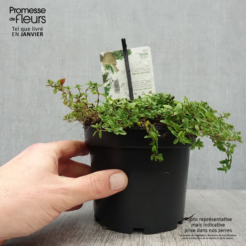 Esimerkki talvella toimitetusta Thym citron doré - Thymus citriodorus Aureus Pot de 1,5L/2L-taimesta