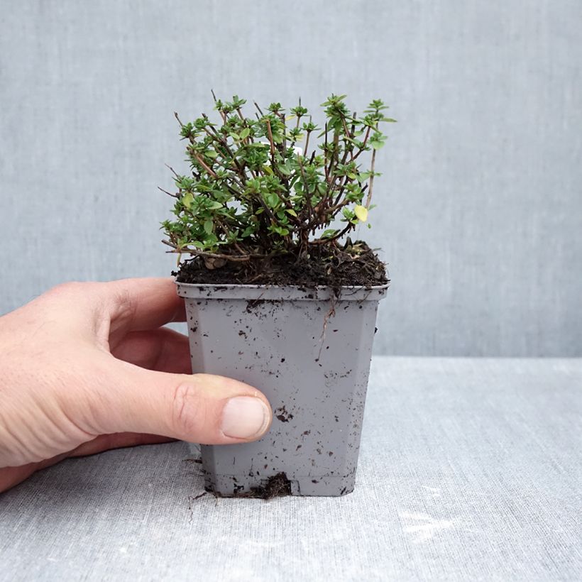 Esimerkki syksyllä toimitetusta Sitruuna-ajuruoho taimena 8/9 cm taimiruukku-taimesta