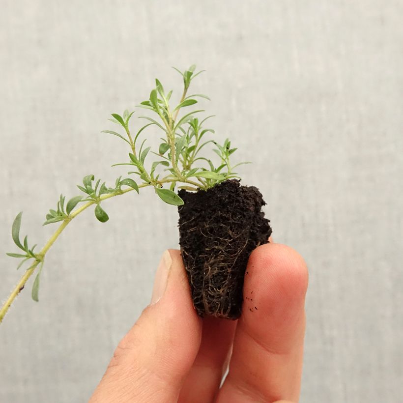 Esimerkki keväällä toimitetusta Sitruuna-ajuruoho GrowFlow Cascata Lemonade luomu Mini-motte Ø 3/4 cm-taimesta