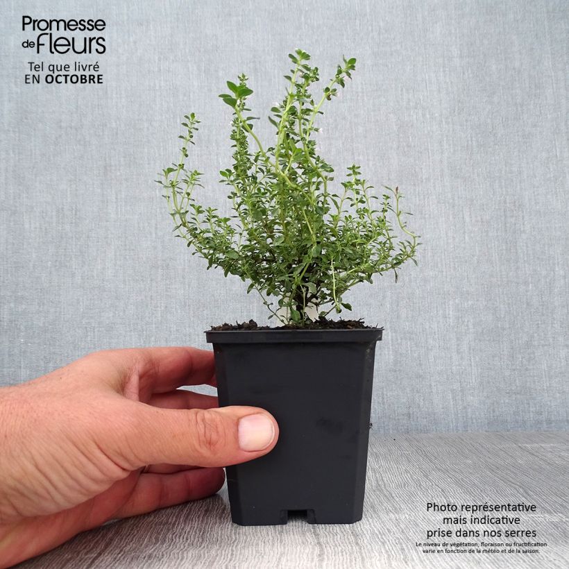 Esimerkki syksyllä toimitetusta Sitruuna-ajuruoho Silver Queen 8/9 cm taimiruukku-taimesta