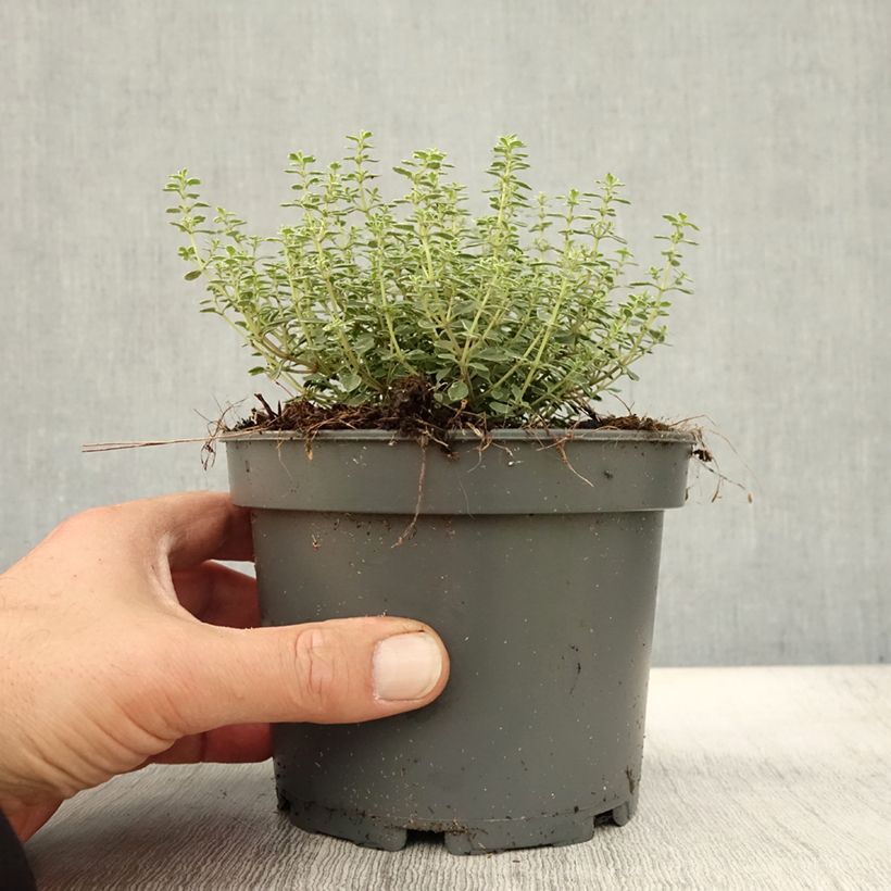 Esimerkki syksyllä toimitetusta Sitruuna-ajuruoho Silver Queen 1,5 litran / 2 litran kannu-taimesta