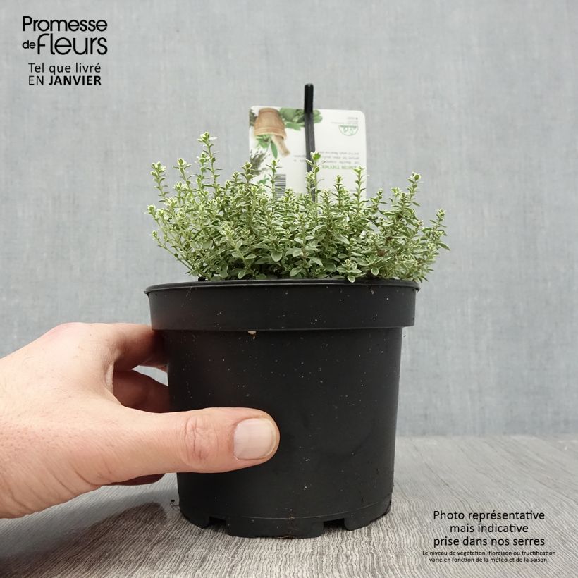 Esimerkki talvella toimitetusta Thym citron panaché - Thymus citriodorus Silver Queen Pot de 1,5L/2L-taimesta
