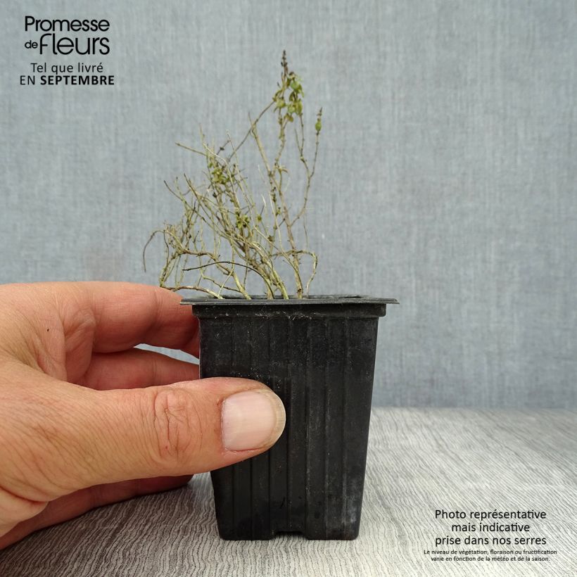 Esimerkki syksyllä toimitetusta Sitruuna-ajuruoho Variegata 7/8 cm taimiruukku-taimesta