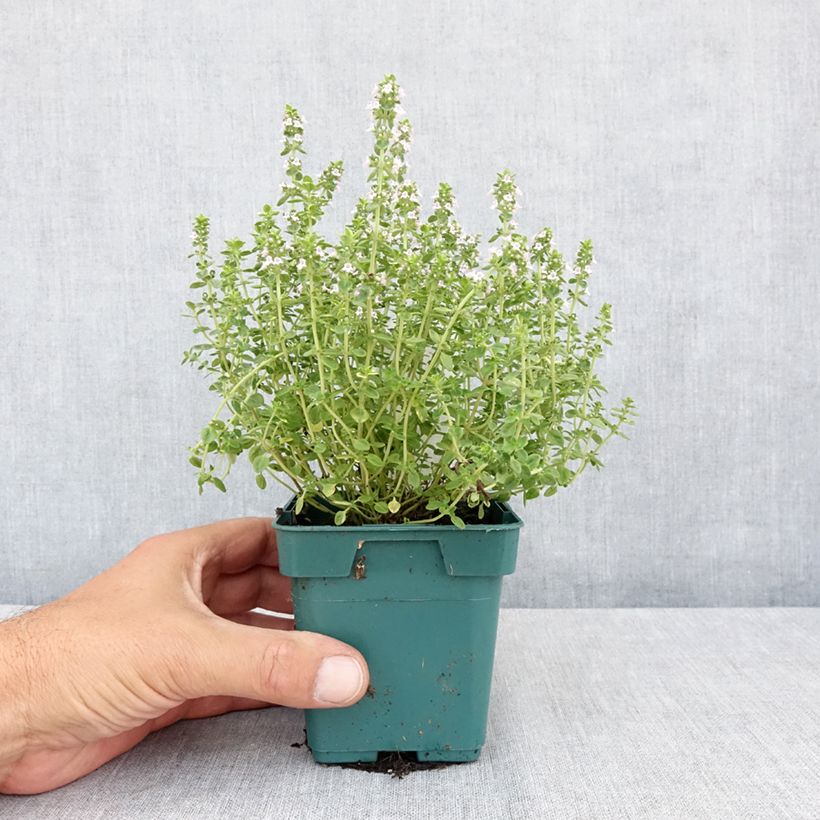 Esimerkki kesällä toimitetusta Tarha-ajuruoho (timjami) Gold taimena 10 cm/11 cm ruukku-taimesta