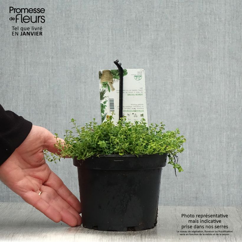 Esimerkki talvella toimitetusta Thym hybride Doone Valley - Thymus (x) citriodorus Pot de 1L/1,5L-taimesta