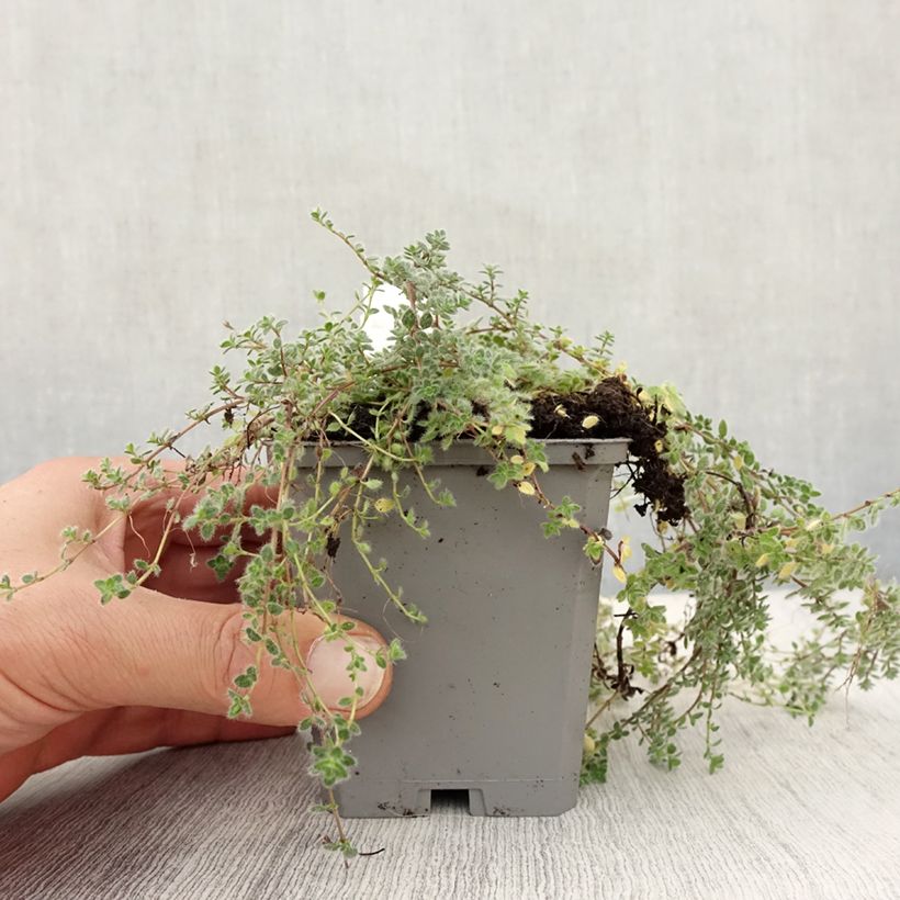 Esimerkki syksyllä toimitetusta Harmaa-ajuruoho - Thymus pseudolanuginosus 8/9 cm taimiruukku-taimesta