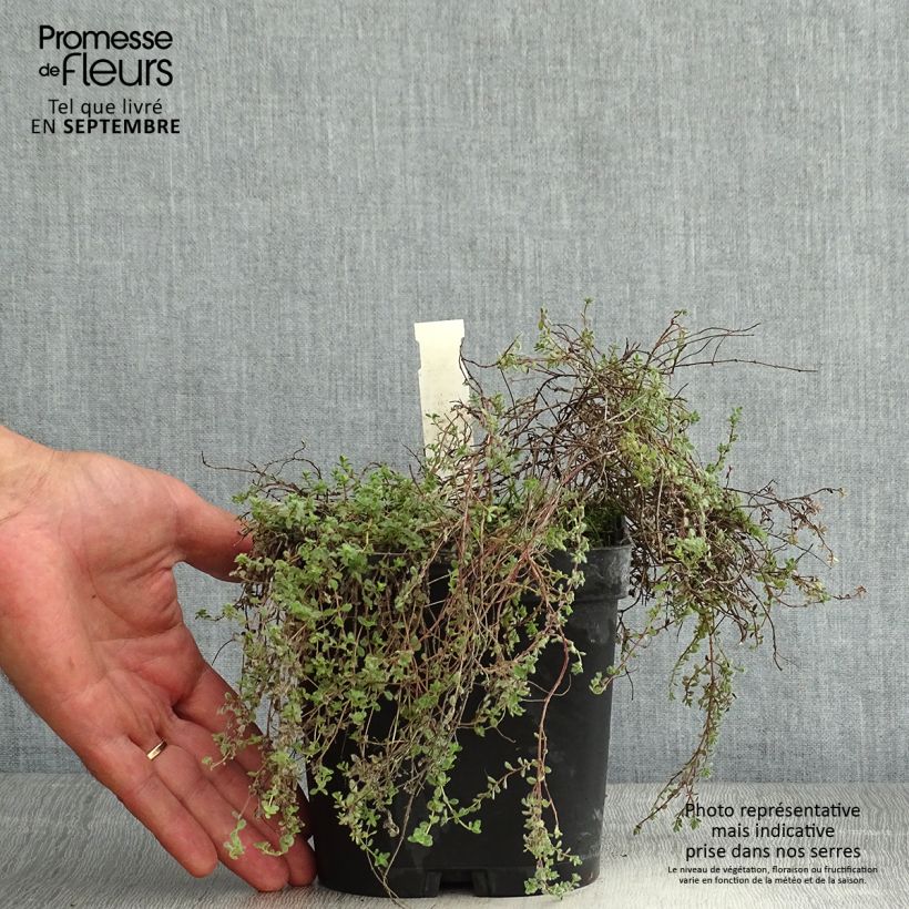 Esimerkki kesällä toimitetusta Harmaa-ajuruoho - Thymus pseudolanuginosus Ruukku 2L / 3L-taimesta