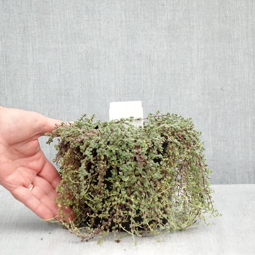 Esimerkki syksyllä toimitetusta Harmaa-ajuruoho - Thymus pseudolanuginosus 2 litran/3 litran ruukku-taimesta