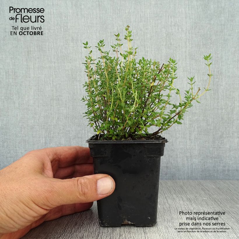 Esimerkki syksyllä toimitetusta Ajuruoho luomu - Thymus officinalis 8/9 cm taimiruukku-taimesta