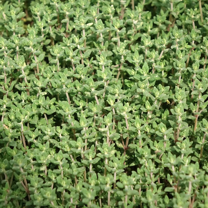 Ajuruoho luomu taimena - Thymus officinalis (Lehvistö)