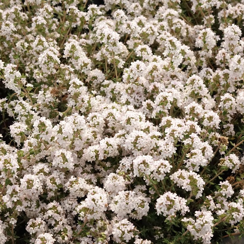 Appelsiiniajuruoho Fragrantissimus taimena (Kukinta)