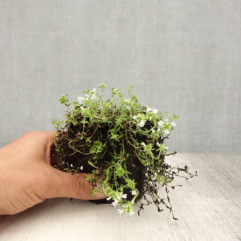 Esimerkki kesällä toimitetusta Nummiajuruoho Albiflorus Godet de 8/9 cm-taimesta