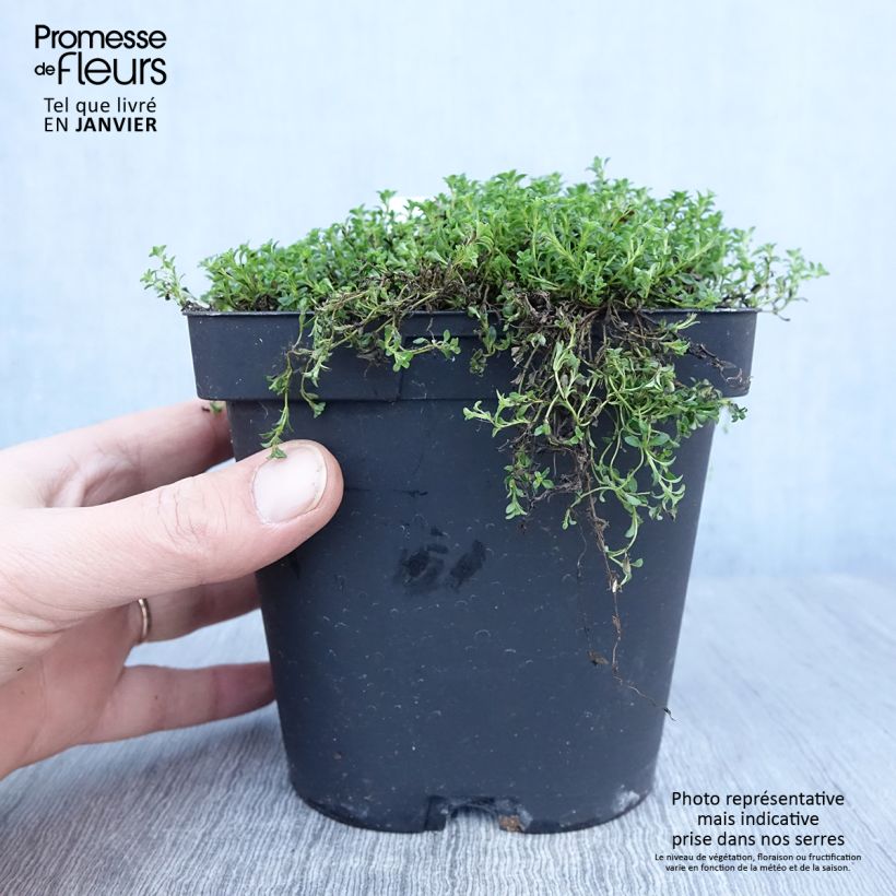 Esimerkki talvella toimitetusta Nummiajuruoho Albiflorus 2 litran/3 litran ruukku-taimesta