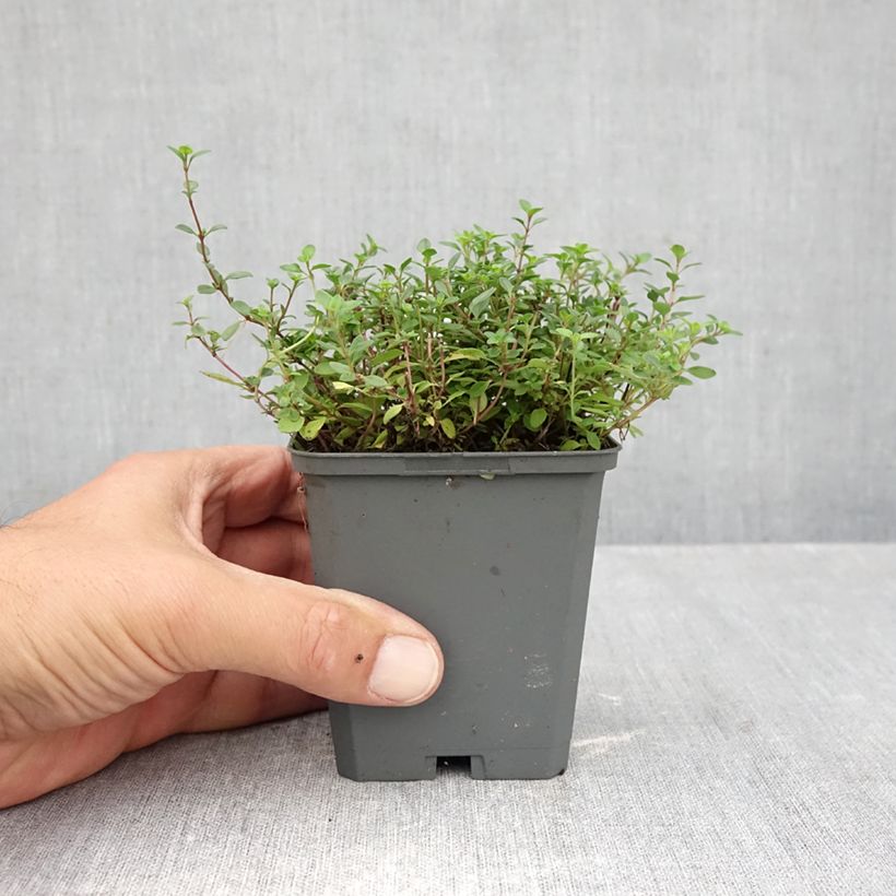 Esimerkki syksyllä toimitetusta Kangasajuruoho Magic Carpet 8/9 cm taimiruukku-taimesta