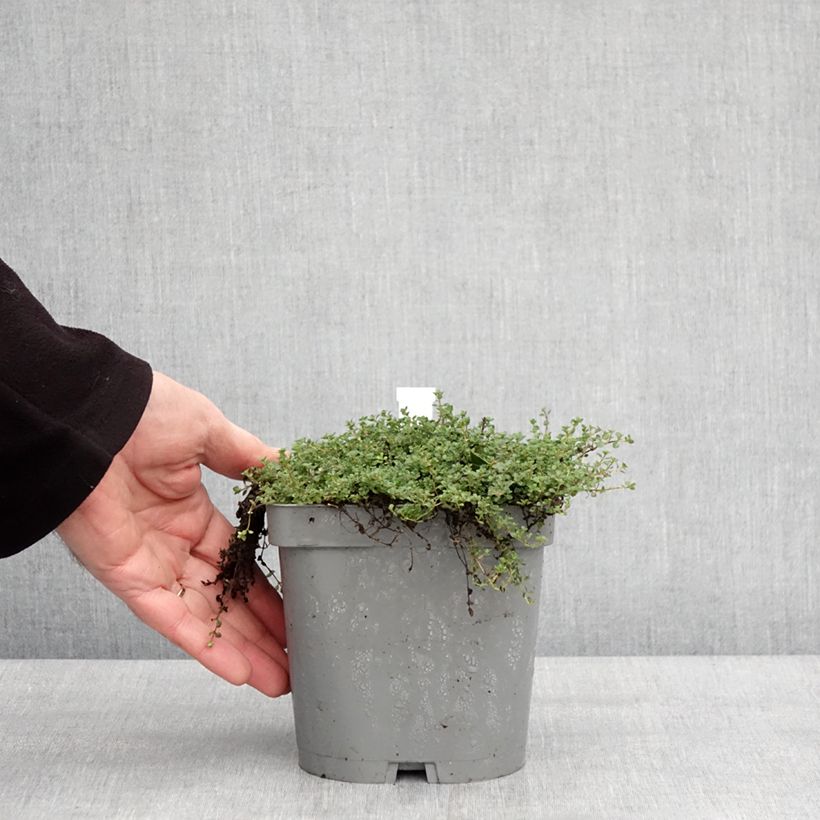 Esimerkki talvella toimitetusta Thymus hirsutus - Thym hirsute Pot de 2L/3L-taimesta