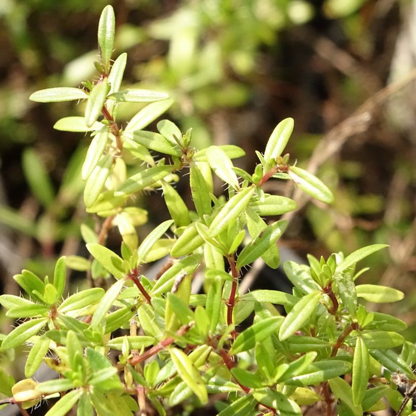 Ajuruoho - Thymus longicaulis (Lehvistö)