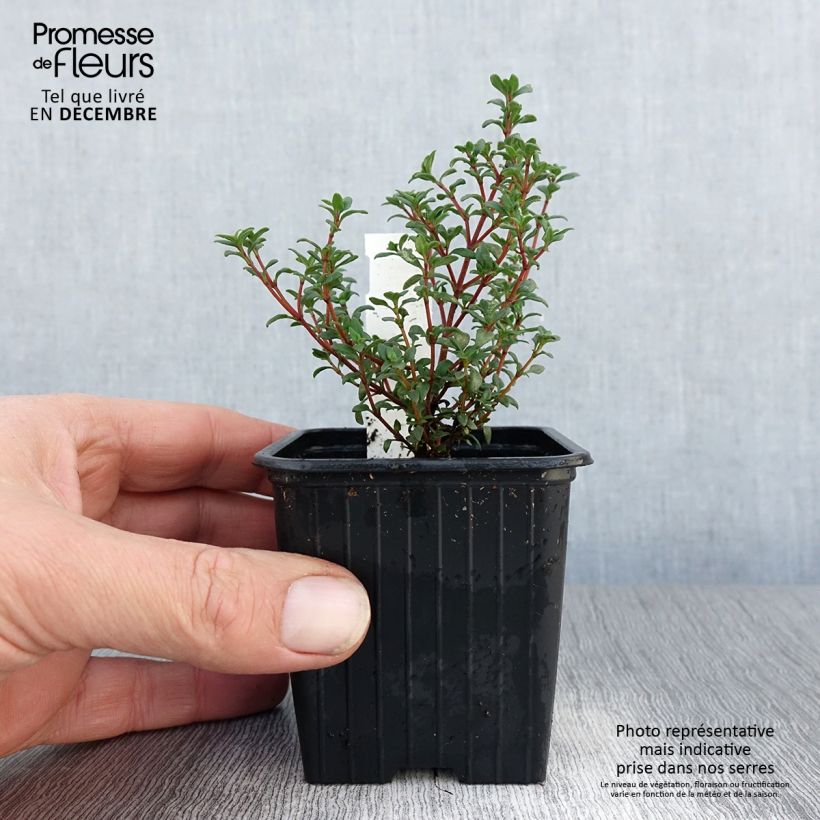 Esimerkki talvella toimitetusta Hartsitimjami - Thymus mastichina 8/9 cm taimiruukku-taimesta