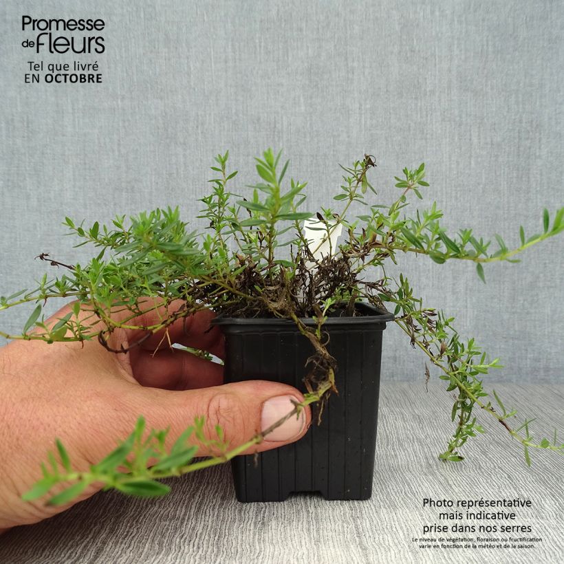 Esimerkki syksyllä toimitetusta Ajuruoho - Thymus nitens 8/9 cm taimiruukku-taimesta