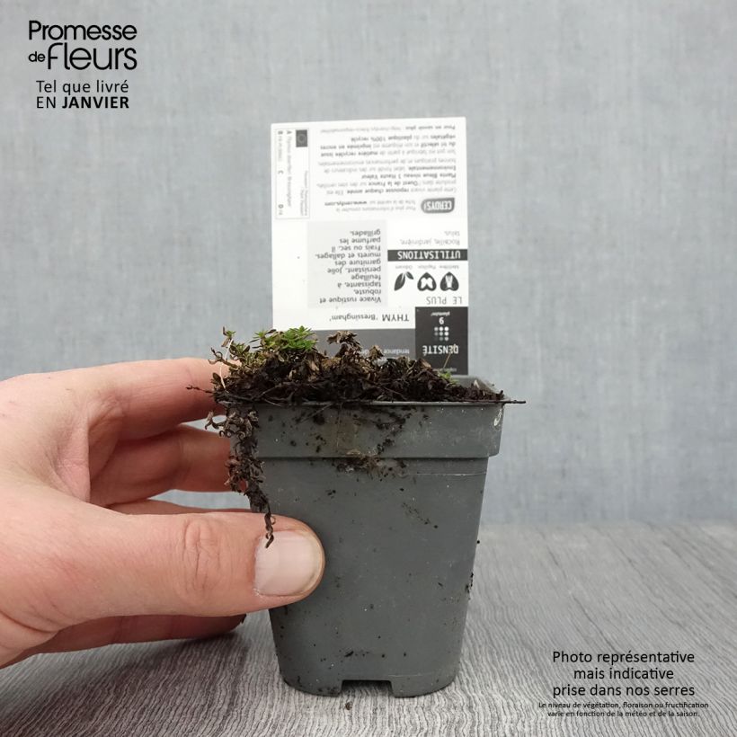 Esimerkki talvella toimitetusta Nummiajuruoho Bressingham 8/9 cm taimiruukku-taimesta