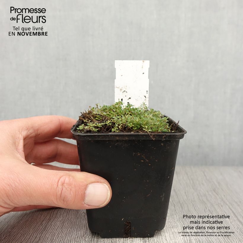 Esimerkki syksyllä toimitetusta Thymus praecox Minor - Thym précoce Godet de 8/9 cm-taimesta