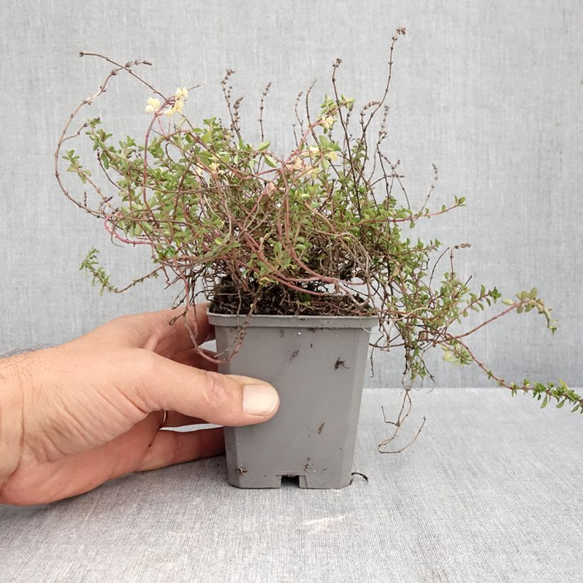 Esimerkki syksyllä toimitetusta Nurmiajuruoho Foxley 8/9 cm taimiruukku-taimesta