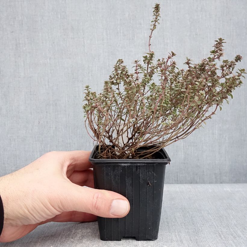 Esimerkki talvella toimitetusta Tarha-ajuruoho (timjami) Silver Posie 8/9 cm taimiruukku-taimesta